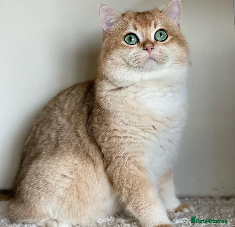 British Shorthair cats     Champion Golden British Shorthair Proven Stud - Advert 2