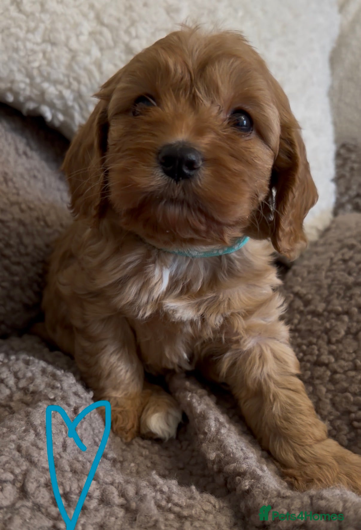 Cavapoo dogs F1 Cavapoo Puppies 🤎 3 girls, 2 boys 🤎 - Advert 13