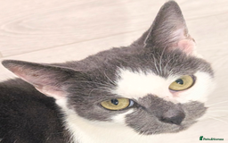 Mixed Breed cats for sale: Female cat for rehoming  - Image 1