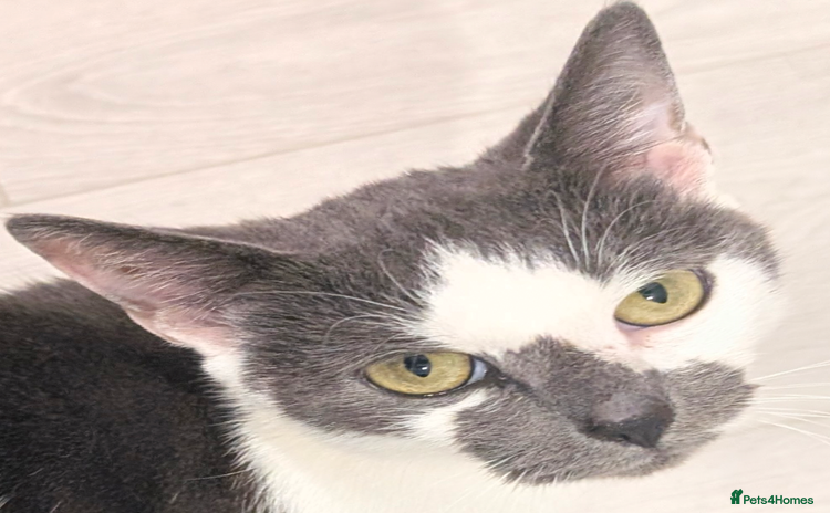 Mixed Breed cats - Advert 1