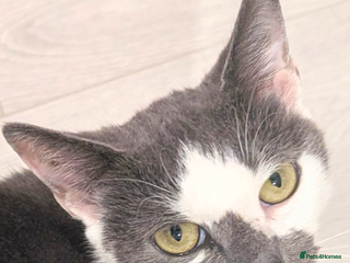 Mixed Breed cats for sale - Advert 2