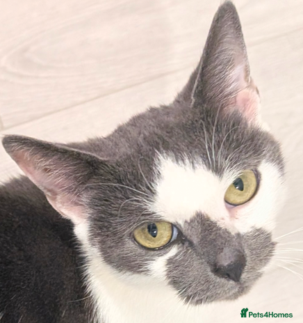 Mixed Breed cats - Advert 2