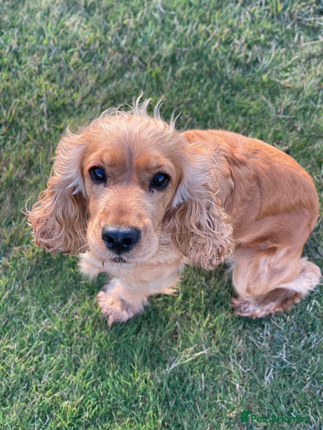 Cocker Spaniel dogs for sale: Cocker Spaniel Bitch - Golden Inside & Out - Advert 1