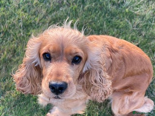 Cocker Spaniel dogs Cocker Spaniel Bitch - Golden Inside & Out - Advert 12