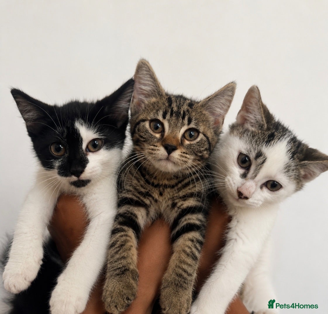 Mixed Breed cats 3 gorgeous kittens for loving forever homes   - Advert 3