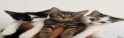 Mixed Breed cats for sale: 3 gorgeous kittens for loving forever homes   - Advert 1