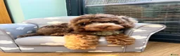 Cockapoo dogs for sale: 7 month old cockapoo in Worksop - Advert 5