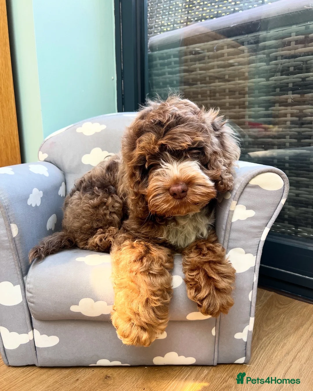 Cockapoo dogs for sale: 7 month old cockapoo in Worksop - Advert 5