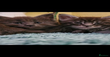 Maine Coon cats - Advert 9