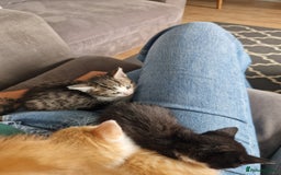 British Shorthair cats for sale: Six Gorgeous Kittens Available From Next Week - Image 27