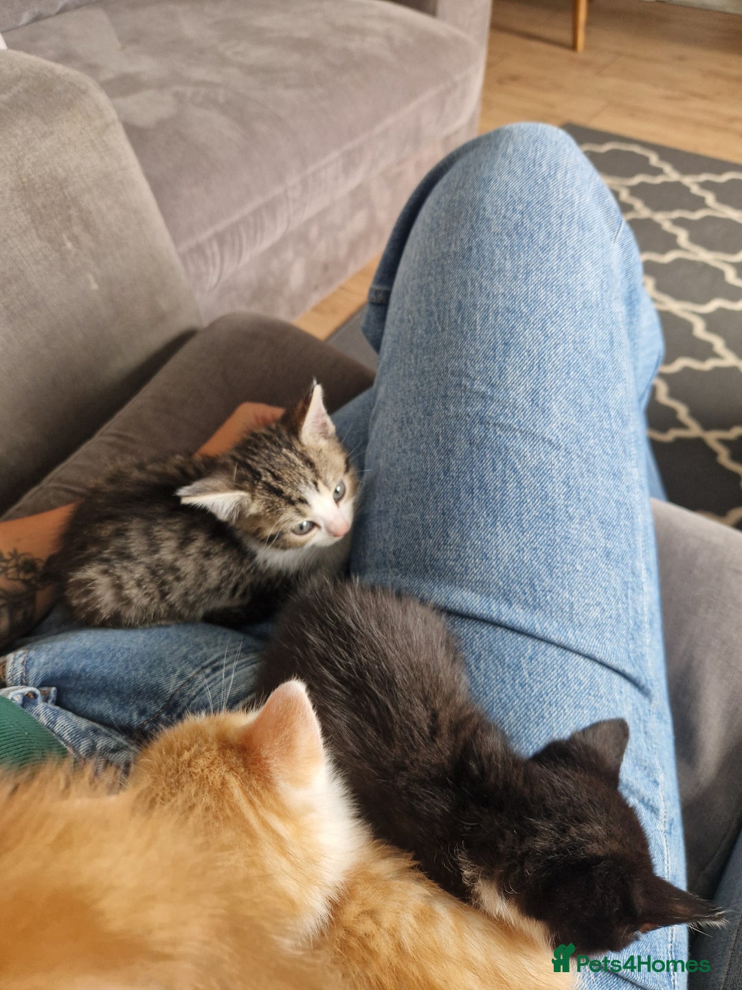 British Shorthair cats for sale: Six Gorgeous Kittens Available From Next Week - Image 27
