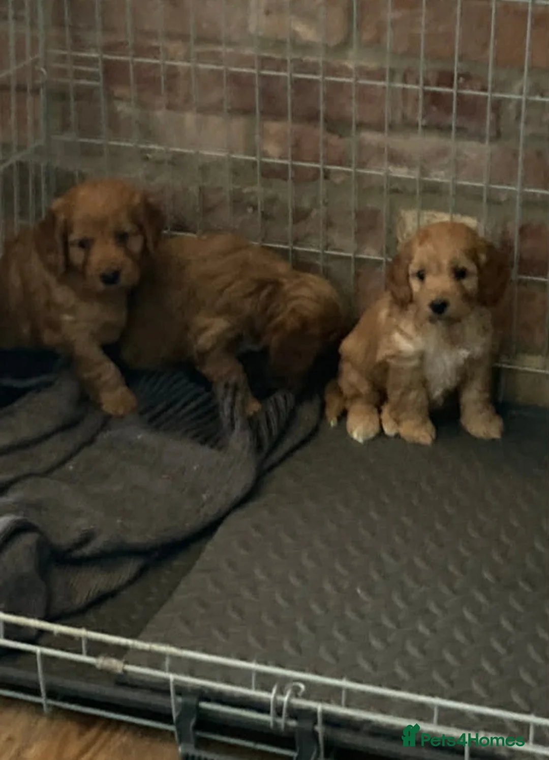 Cockapoo dogs for sale: Cockapoo puppies  - Advert 7