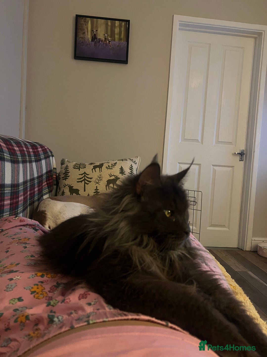 Maine Coon cats for sale: Chunky and fluffy Mainecoon kittens - Image 23