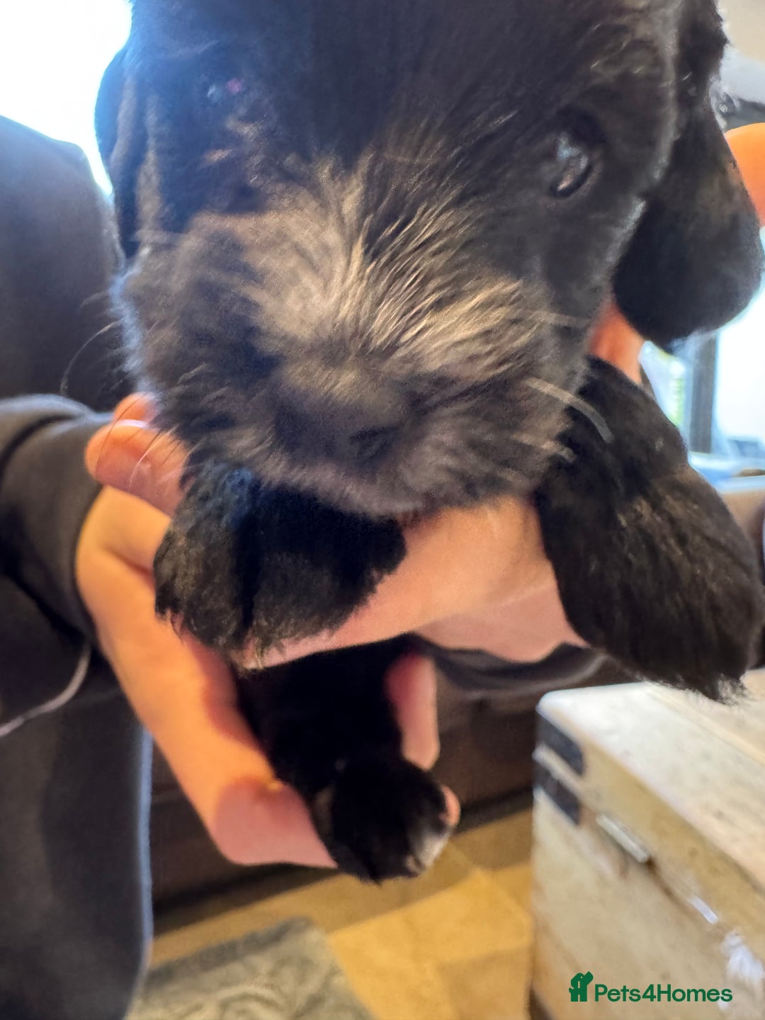 Mixed Breed dogs for sale: Sprockerpoo puppies for sale - Advert 30