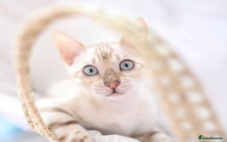 Bengal cats for sale: OUTSTANDING TICA REG BENGAL KITTENS  - Image 5