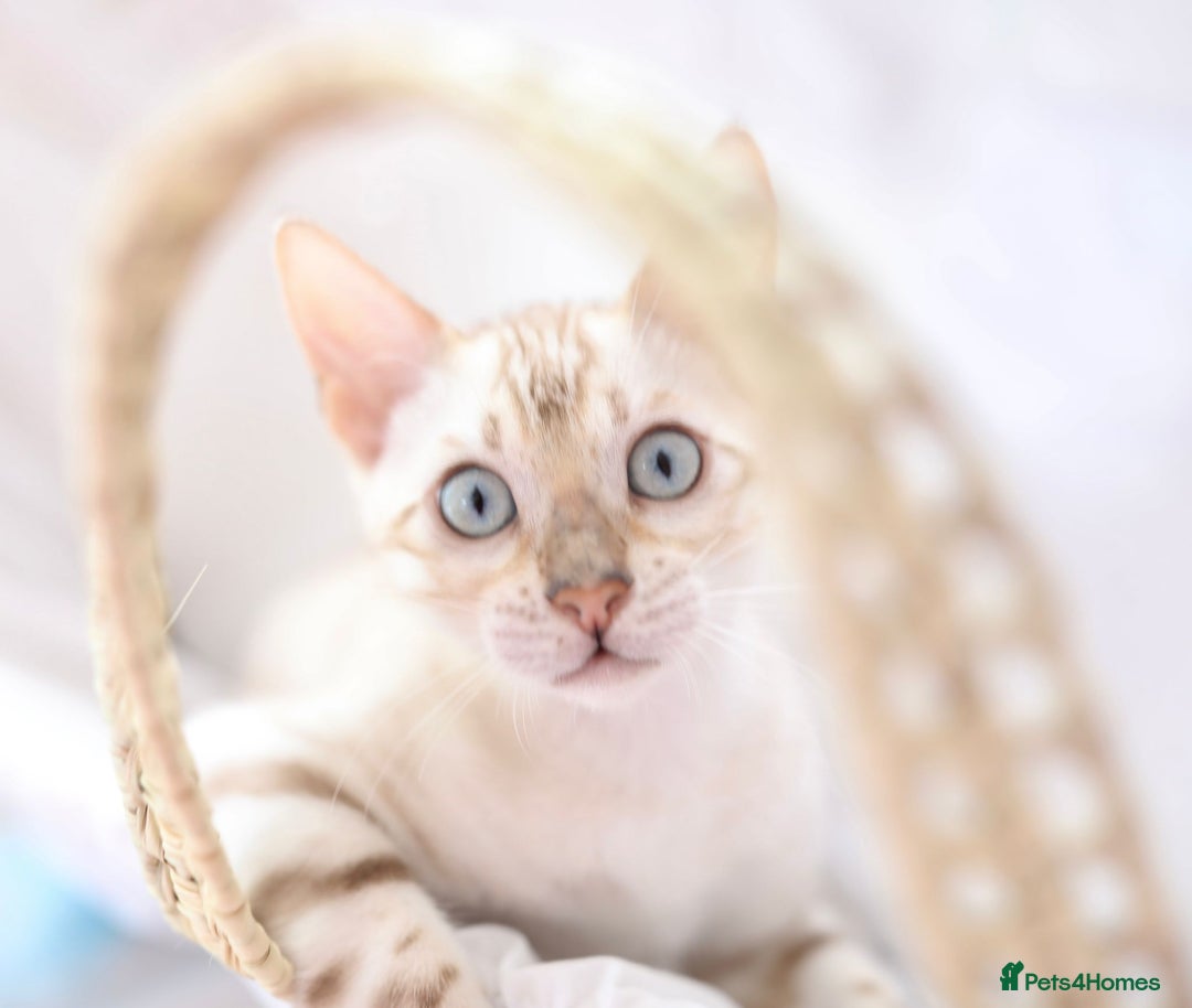 Bengal cats for sale: OUTSTANDING TICA REG BENGAL KITTENS  - Image 5