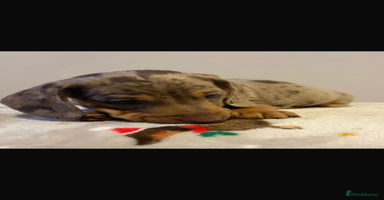 Miniature Dachshund dogs Miniature dachshund  - Advert 8