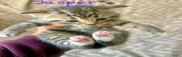 Mixed Breed cats for sale: British Blue/Silver Tabby Babies - Advert 10