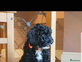 Sproodle dogs SPROODLE PUPS, (Min. Sproodle/Toy Poodle) F1b - Advert 12