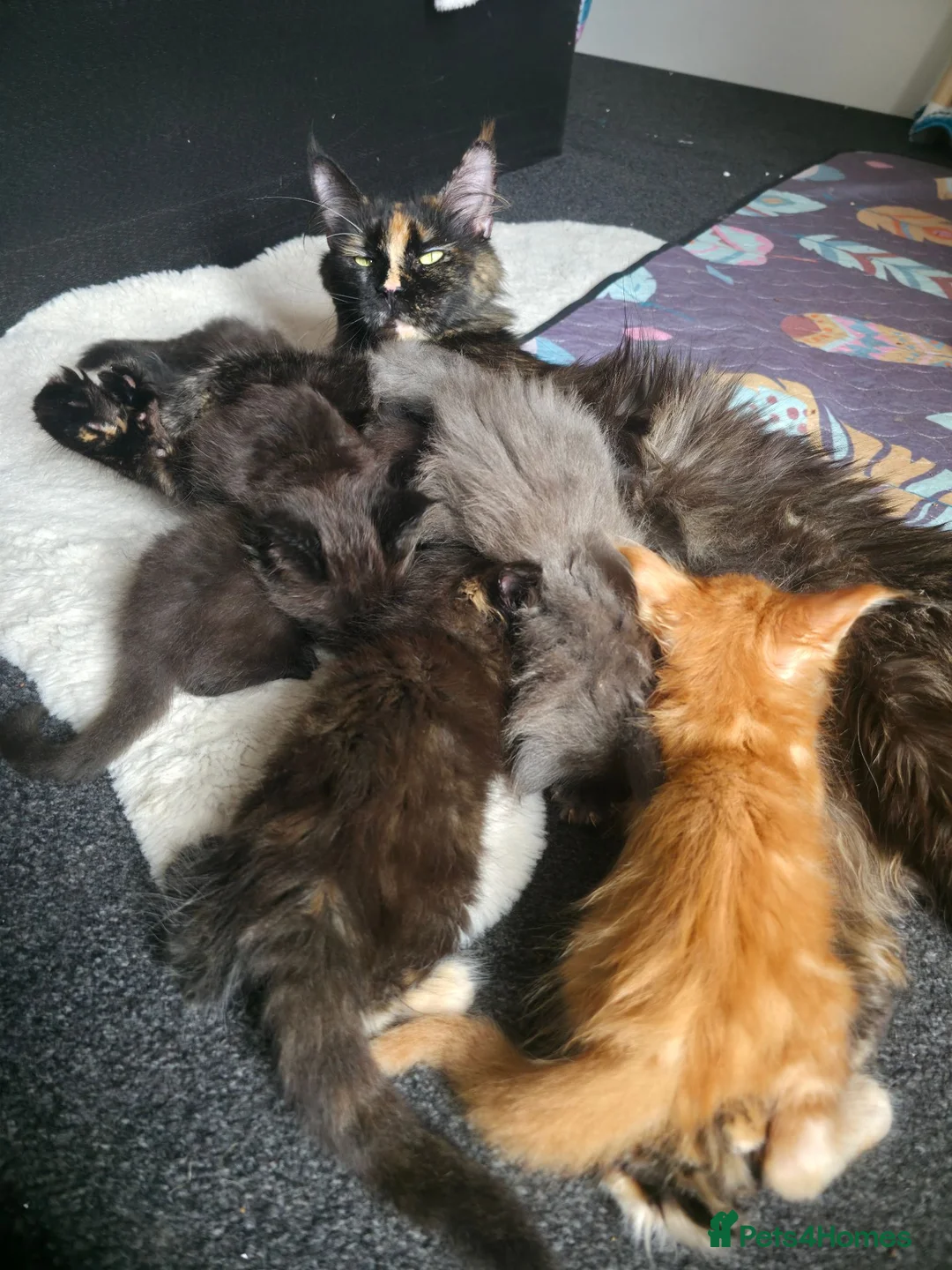 Maine Coon cats for sale: Maine Coon Polydactyl Kittens - Advert 1