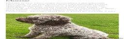 Double Doodle dogs for sale: Rare Australian Double Doodles in Brough - Advert 7