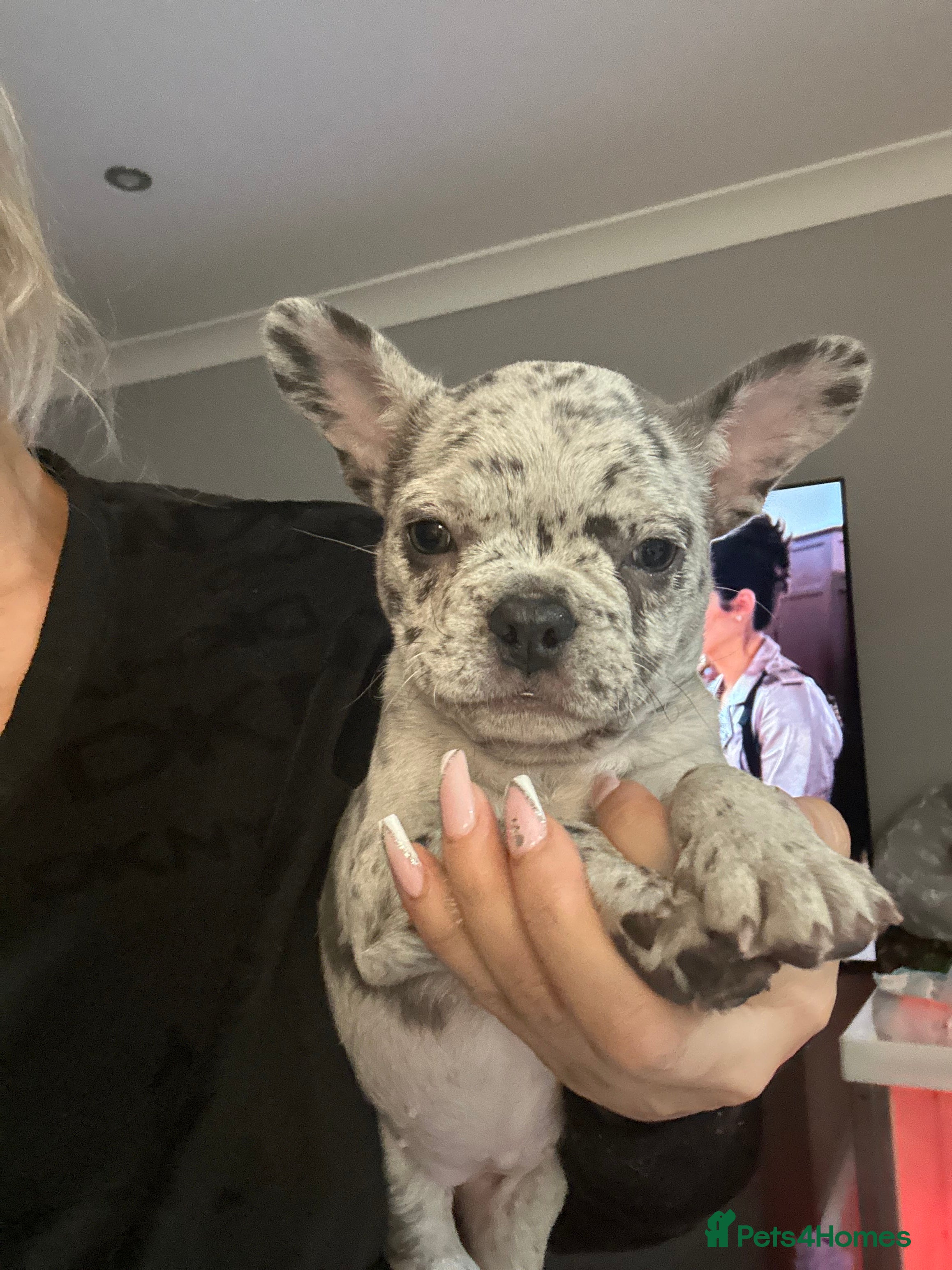 French Bulldog dogs LAST GIRL LEFT fluffy French bulldogs  - Advert 6