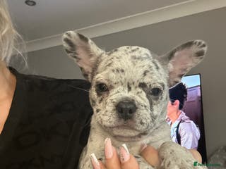 French Bulldog dogs LAST GIRL LEFT fluffy French bulldogs - Advert 9