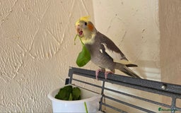 Cockatiels birds for sale: Fully weaned hand tame male baby cockatiel  - Image 10