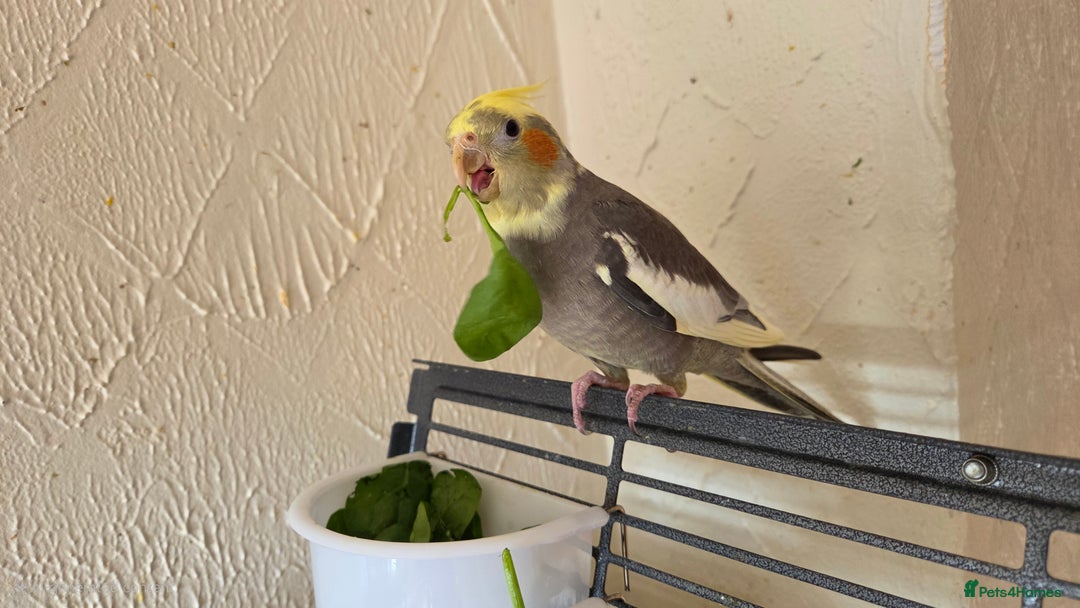 Cockatiels birds for sale: Fully weaned hand tame male baby cockatiel  - Image 10