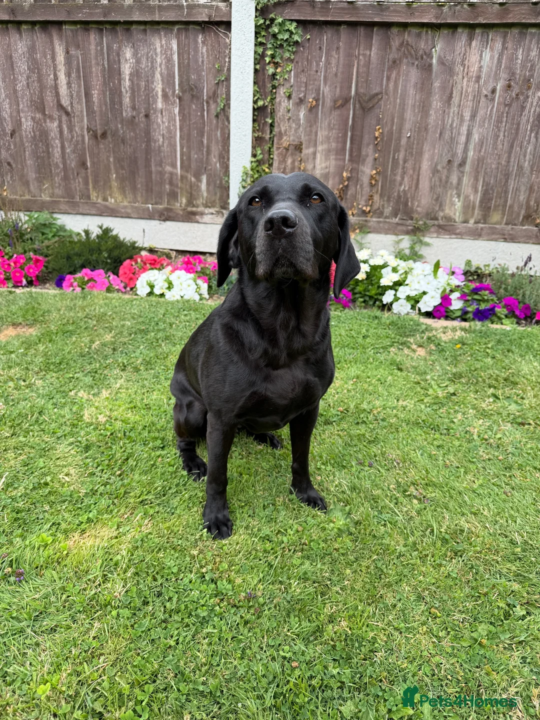 Cockerdor dogs for sale: 🐾F1 Cockerdor puppies🐾 in Braintree - Advert 2