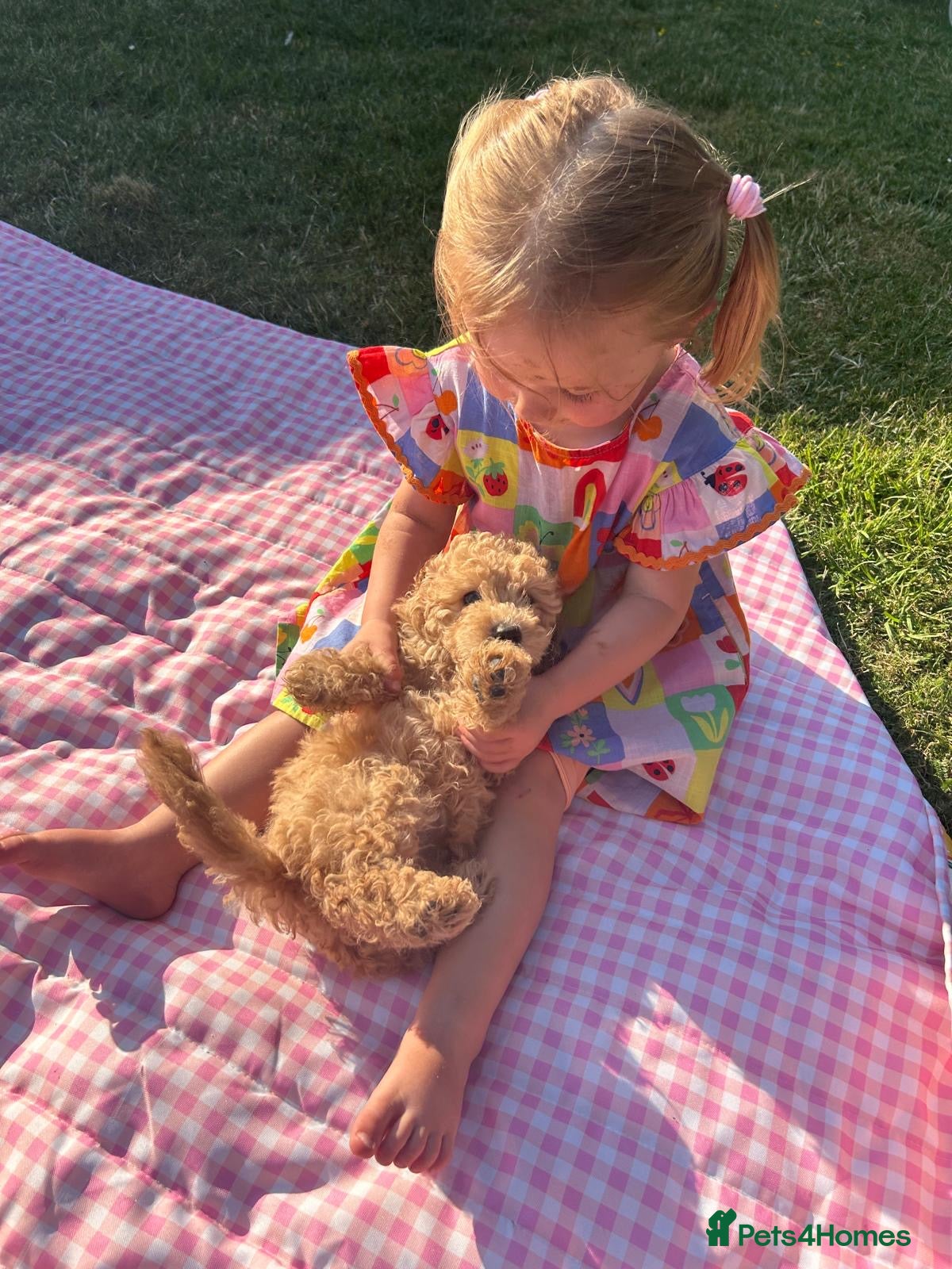 Poochon dogs READY NOW - DNA health tested Poochon Puppies 🐶  - Advert 2