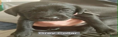 Labrador Retriever Puppy 4
