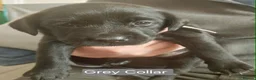 Labrador Retriever dogs for sale: 1 KC Registered Labrador left -READY TO LEAVE - Advert 7
