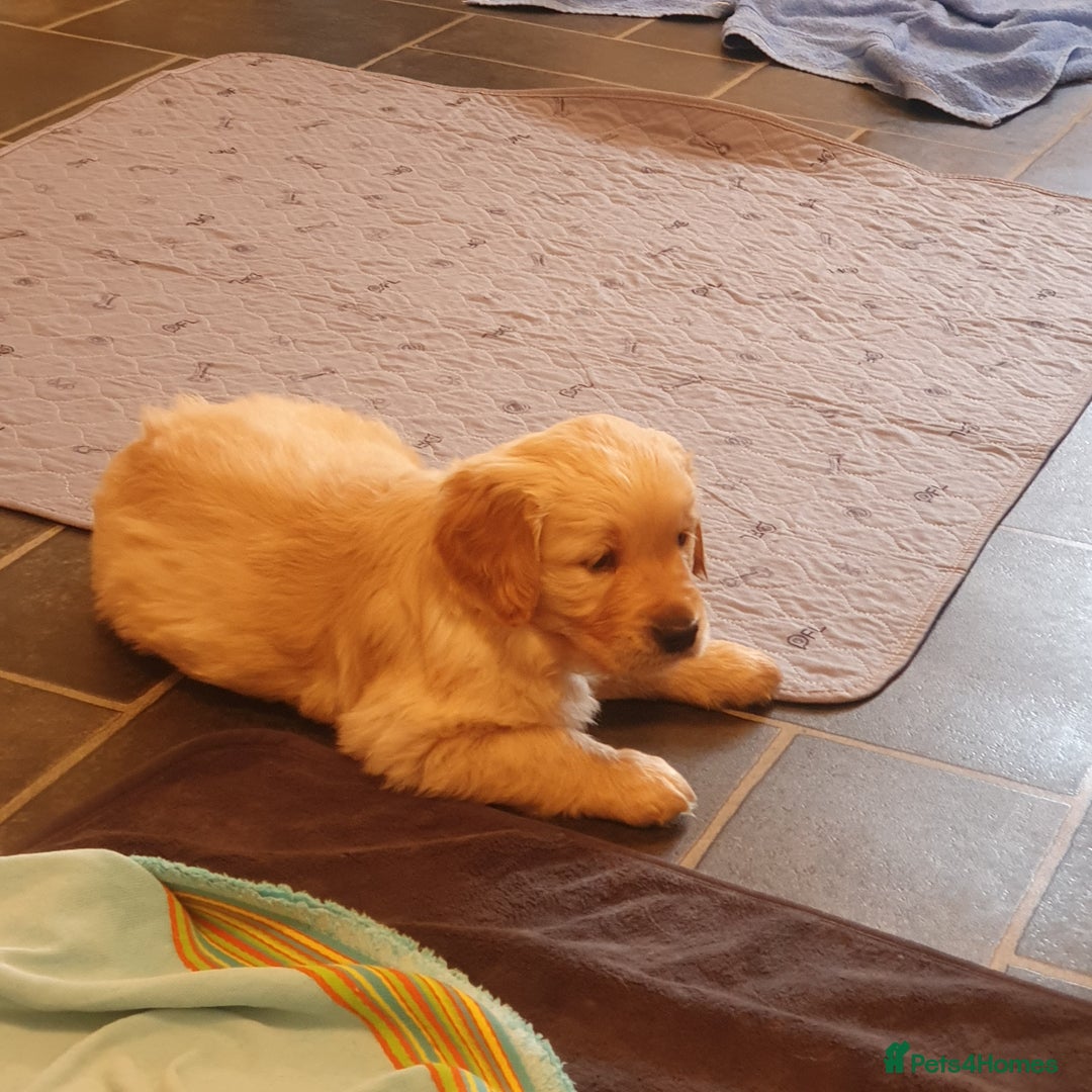 Golden Retriever dogs for sale: Golden Retriever puppies for sale  - Advert 8