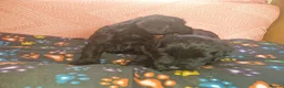 Giant Schnauzer dogs for sale: 2 male Giant schnauzer puppy's remaining  - Advert 14