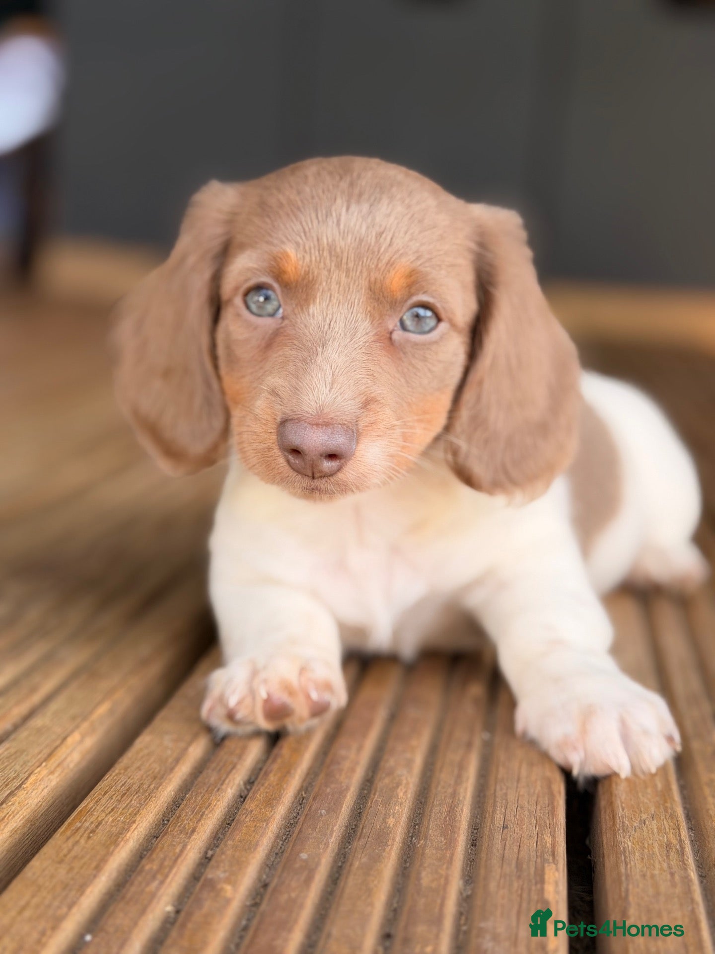 Miniature Dachshund dogs for sale: 2 LEFT 🐾🐾🐾🐾 - Advert 14