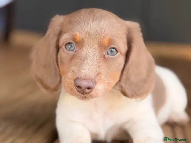 Miniature Dachshund dogs for sale: 2 LEFT 🐾🐾🐾🐾 - Advert 14
