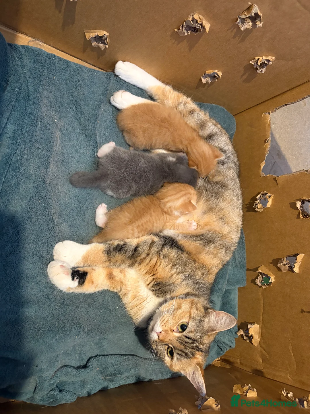 Mixed Breed cats for sale: Persian x Maincoon Kittens   in Bristol - Advert 2