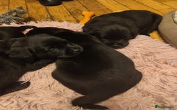Labrador Retriever dogs for sale: Beautiful pedigree black Labrador pup's  - Image 12