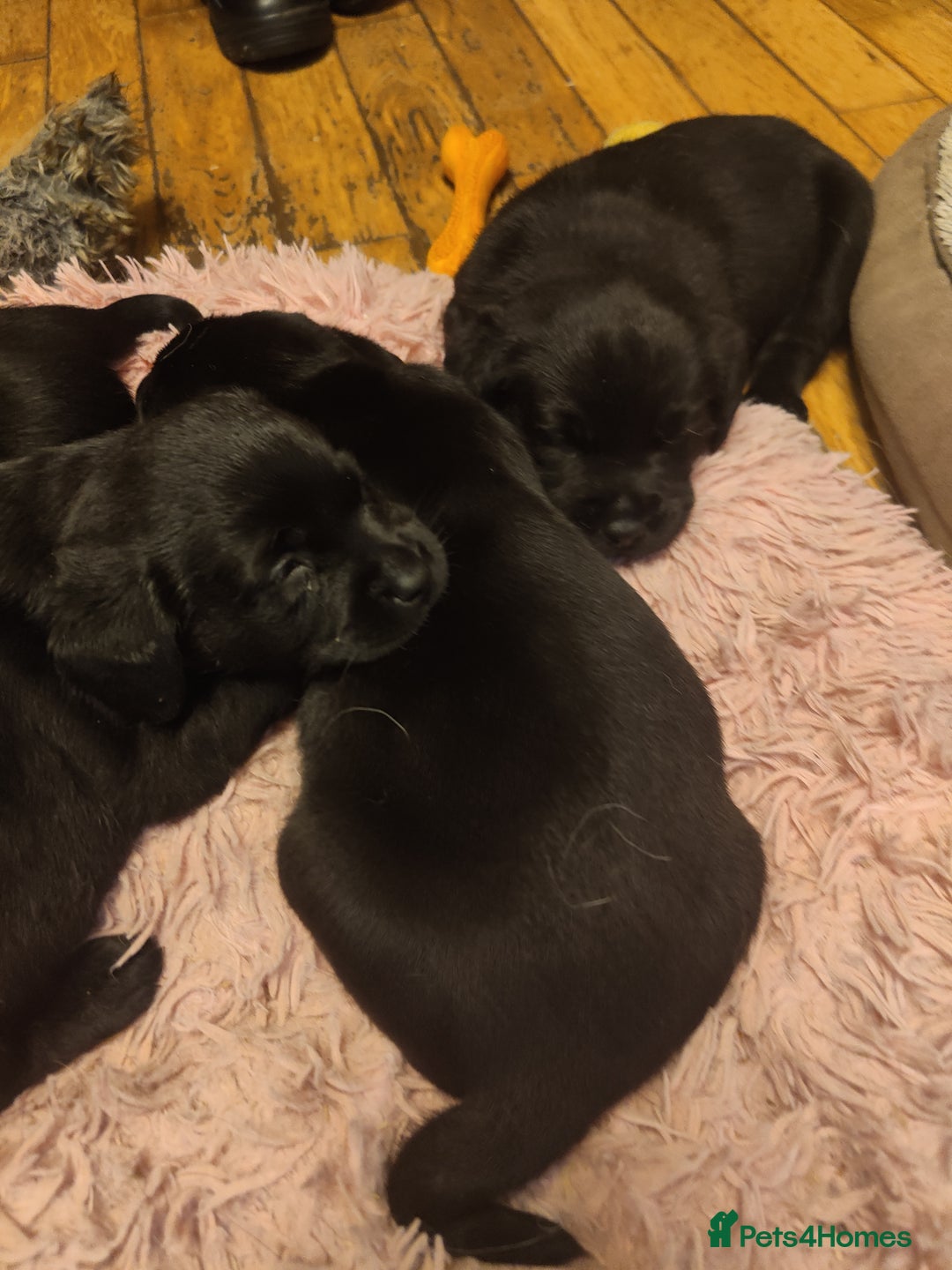 Labrador Retriever dogs for sale: Beautiful pedigree black Labrador pup's  - Image 12