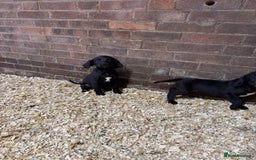 Springador dogs for sale: Gorgeous black Springador puppies   - Image 5