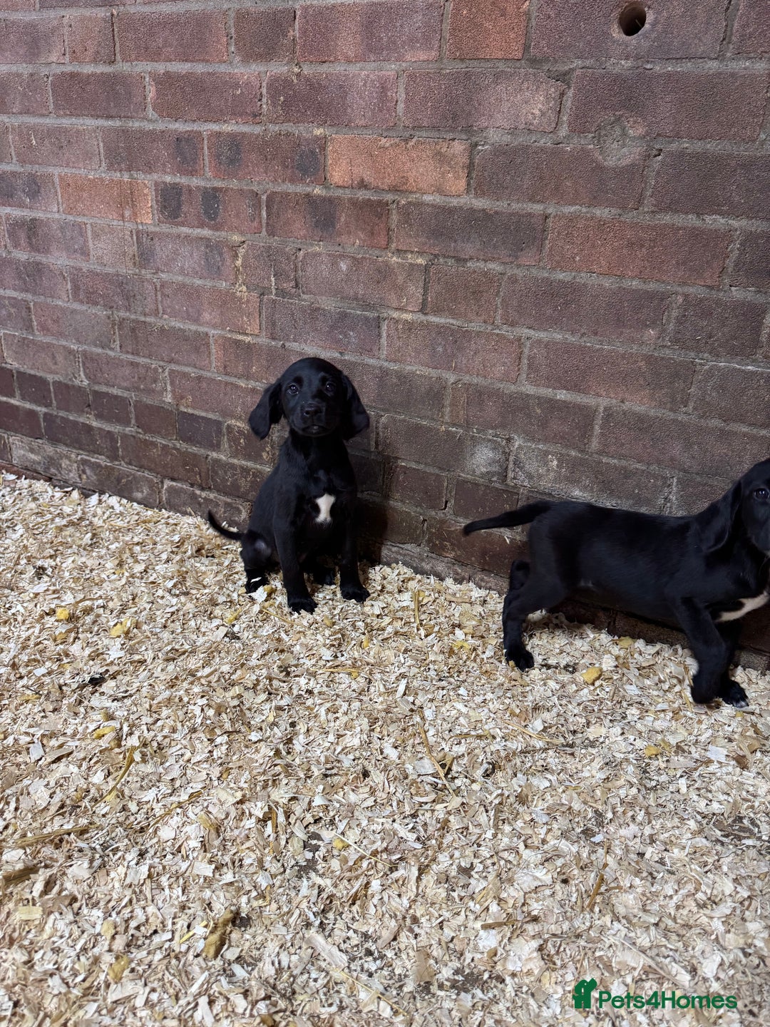 Springador dogs for sale: Gorgeous black Springador puppies   - Image 5