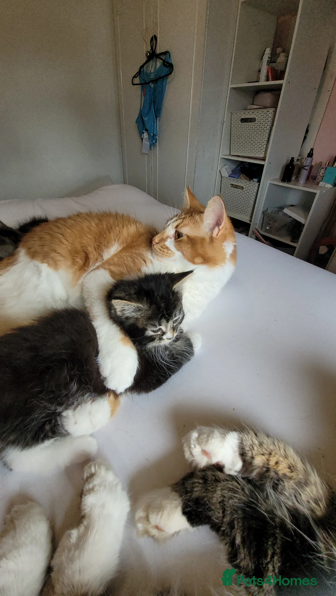 Mixed Breed cats for sale: Two male kittens  in Kidderminster - Advert 2