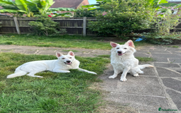 German Shepherd dogs for sale: Beautiful KC Registered White German Shepherd - Image 3