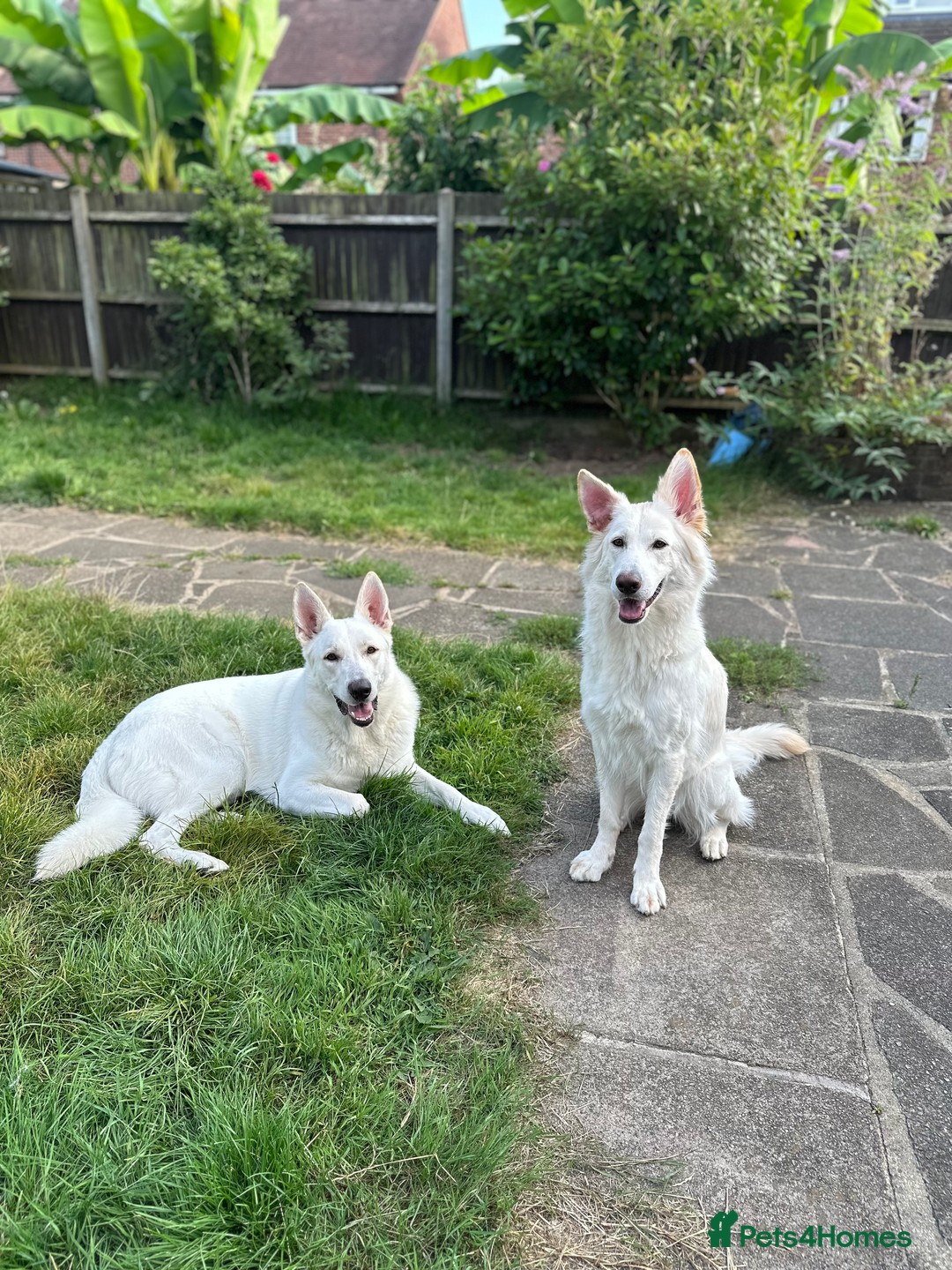 German Shepherd dogs for sale: Beautiful KC Registered White German Shepherd - Image 3