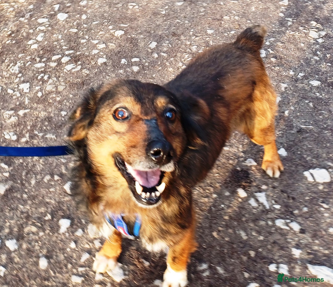 Mixed Breed dogs for adoption: Meet Charlie - a Lovely old boy, for a loving Home - Image 19