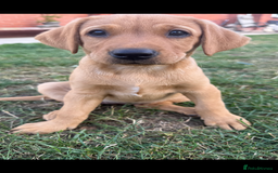 Labrador Retriever dogs for sale: Ready to leave - KC Fox Red Labrador puppies - Image 16