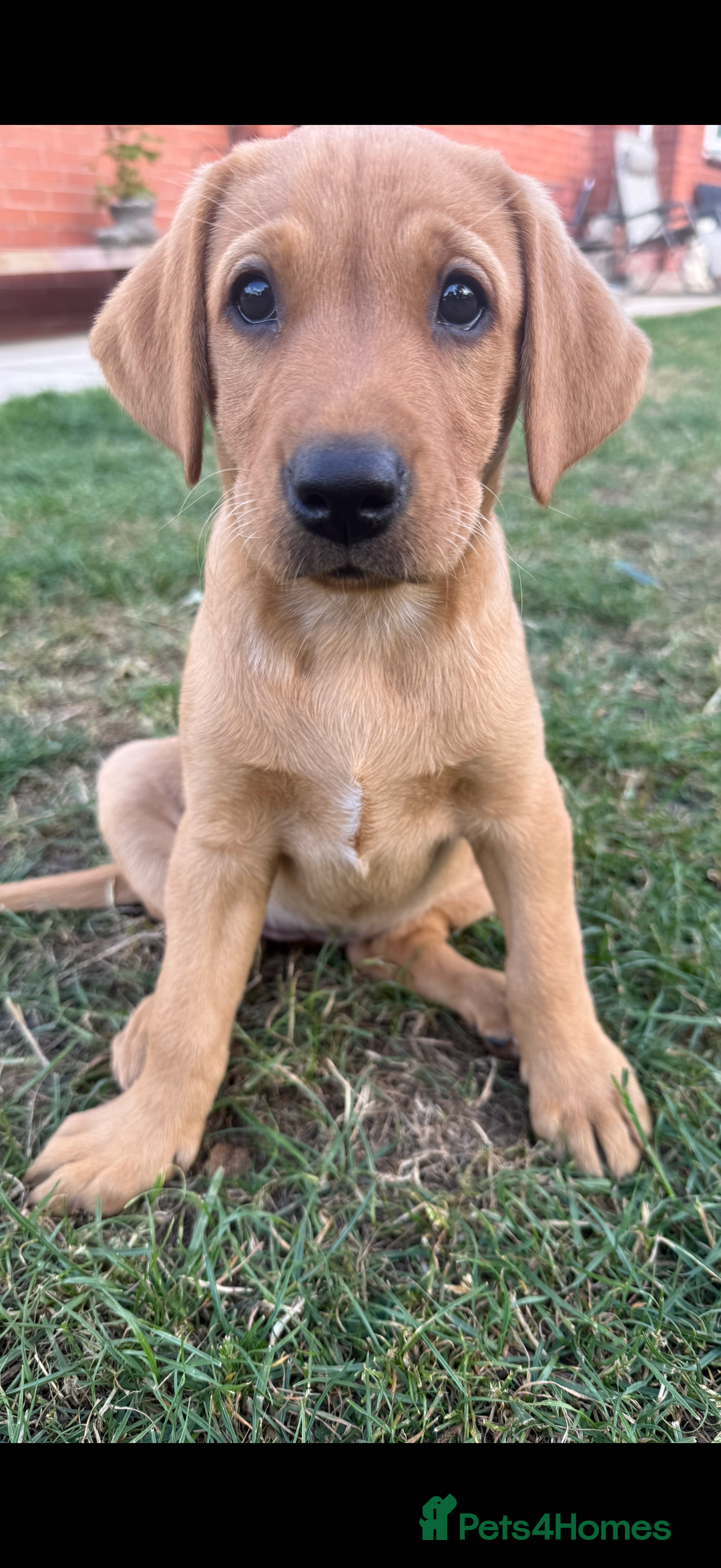Labrador Retriever dogs for sale: Ready to leave - KC Fox Red Labrador puppies - Image 16
