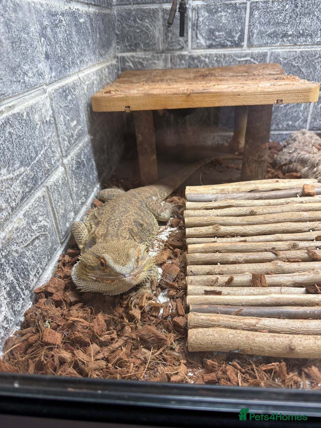 Bearded Dragon reptiles for sale: Bearded dragon - Image 2