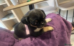 Pug dogs for sale: Merle pugs  - Advert 3